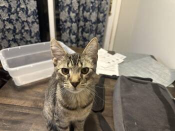 Domestic Short Hair Cats Available for Adoption - DAVEY | PetCurious