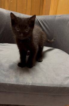 Bombay Cats Available for Adoption in Flint Hill, Virginia - Levy | PetCurious
