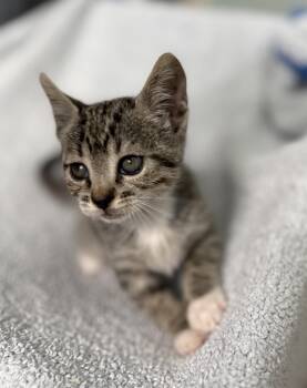 Pippi -  Domestic Short Hair and Tabby Cat for Adoption in Brooksville, Florida - Pippi | PetCurious