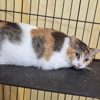 Rhonda -  Domestic Short Hair Cat for Adoption in Cleveland, Mississippi - Rhonda | PetCurious
