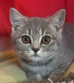 Matcha Kitten -  British Shorthair Cat for Adoption in Davis, California - Matcha Kitten | PetCurious
