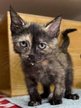 Teenie Tort -  Domestic Short Hair Cat for Adoption in Bellevue, Washington - Teenie Tort | PetCurious