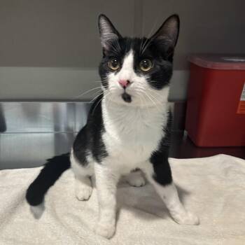 Bizkit -  Domestic Short Hair Cat for Adoption in San Gabriel, California - Bizkit | PetCurious