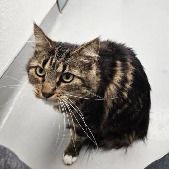 Domestic Long Hair Cats Available for Adoption in Medfield, Massachusetts - Luna | PetCurious