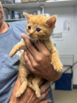 Bradford 3 -  Domestic Short Hair Cat for Adoption in Sullivan, Indiana - Bradford 3 | PetCurious