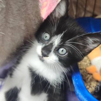Waylon 1027 -  Domestic Short Hair Cat for Adoption in Hamilton, Georgia - Waylon 1027 | PetCurious