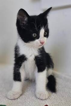 SUNNY* -  Domestic Short Hair Cat for Adoption in Santa Cruz, California - SUNNY* | PetCurious