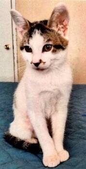 Jules -  Domestic Short Hair Cat for Adoption in Dayton, Minnesota - Jules | PetCurious
