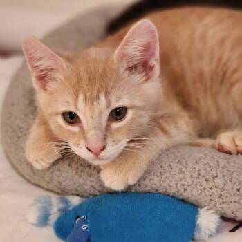Obie -  Domestic Short Hair Cat for Adoption in Candler, North Carolina - Obie | PetCurious