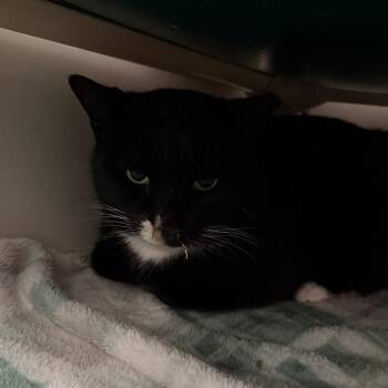 Domestic Short Hair Cats Available for Adoption - Sharp Dressed Man | PetCurious