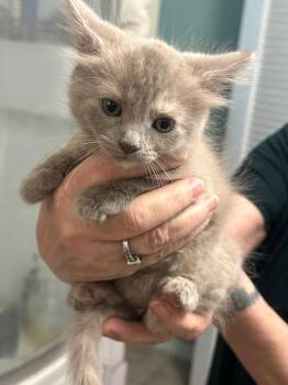 Domestic Long Hair Cats Available for Adoption in St. Cloud, Florida - Aurora | PetCurious