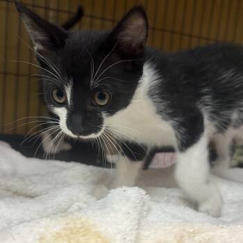 Citrus Razzle -  Domestic Short Hair Cat for Adoption in Charleston, South Carolina - Citrus Razzle | PetCurious