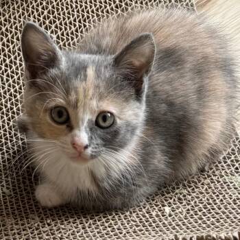 Tangy -  Domestic Medium Hair Cat Available for Adoption in Pleasanton, California - Tangy | PetCurious