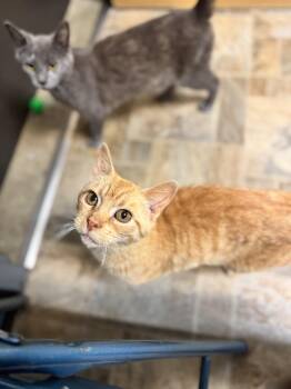 Domestic Short Hair Cats Available for Adoption in Mineral Point, Wisconsin - Astrid | PetCurious