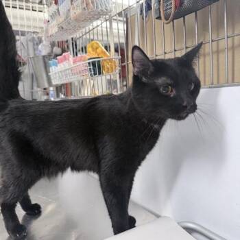 Domestic Short Hair Cats Available for Adoption in New York, New York - Bandit | PetCurious