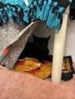 Domestic Short Hair Cats Available for Adoption in Fort Worth, Texas - Myra | PetCurious