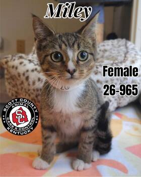 Miley -  Domestic Short Hair Cat for Adoption in Georgetown, Kentucky - Miley | PetCurious
