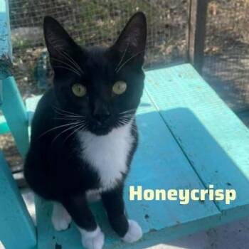 Domestic Short Hair Cats Available for Adoption - Honeycrisp | PetCurious
