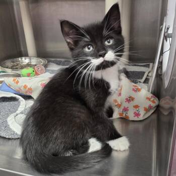 Kenny -  Domestic Short Hair Cat for Adoption in Fort Wayne, Indiana - Kenny | PetCurious