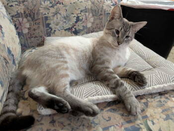 Rescue Siamese and Domestic Short Hair Cats for Adoption in Morehead, Kentucky - Ash | PetCurious