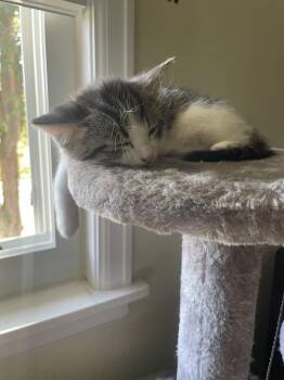Badger -  Domestic Short Hair Cat for Adoption in Denver, Colorado - Badger | PetCurious