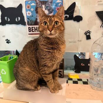 Cashmere -  Domestic Short Hair Cat for Adoption in Saint Charles, Missouri - Cashmere | PetCurious
