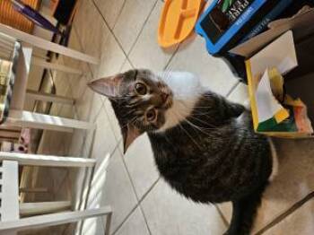 Rescue Domestic Short Hair Cats for Adoption in Stafford, Virginia - Layla (sunshine) | PetCurious