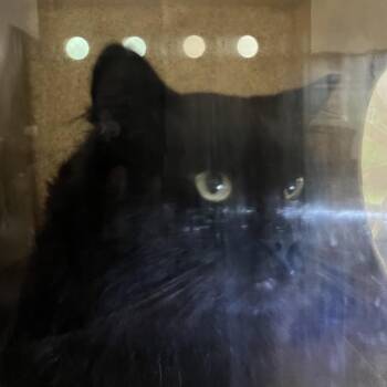 Caspian -  Domestic Short Hair Cat for Adoption in Philadelphia, Pennsylvania - Caspian | PetCurious