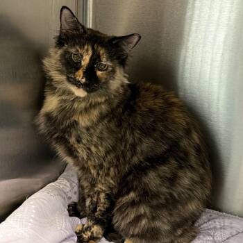 Danielle -  Domestic Short Hair Cat for Adoption in East Hanover, New Jersey - Danielle | PetCurious