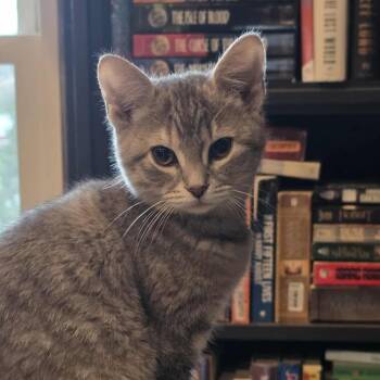 Rescue Torbie and Domestic Short Hair Cats for Adoption in Shippenville, Pennsylvania - Poblana A.k.a. Lana | PetCurious