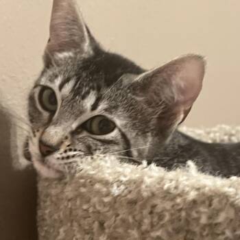 Nala -  Domestic Short Hair Cat for Adoption in Liverpool, Texas - Nala | PetCurious