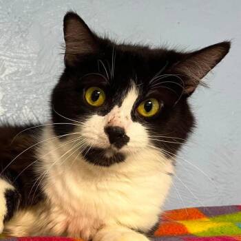 Miss Finster -  Domestic Medium Hair Cat for Adoption in Shippenville, Pennsylvania - Miss Finster | PetCurious