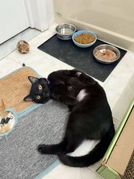 Domestic Short Hair Cats Available for Adoption - Cassidy  | PetCurious