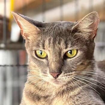 Rescue Domestic Short Hair Cats for Adoption in Boston, Massachusetts - Cenicienta | PetCurious