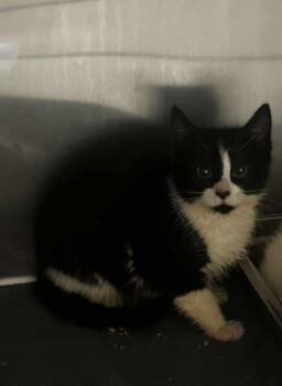 Rescue Domestic Short Hair Cats for Adoption in Spruce Pine, North Carolina - Seraphina | PetCurious