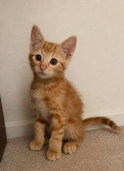 Tabby Cats Available for Adoption in San Juan Capistrano, California - Cheeto | PetCurious