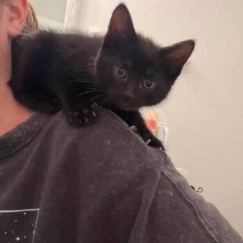 Otilla -  Domestic Short Hair Cat for Adoption in Yorktown, Indiana - Otilla | PetCurious