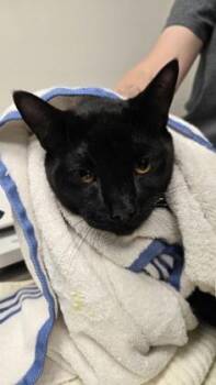 Dr. Doofenshmirtz -  Domestic Short Hair Cat for Adoption in Sacramento, California - Dr. Doofenshmirtz | PetCurious