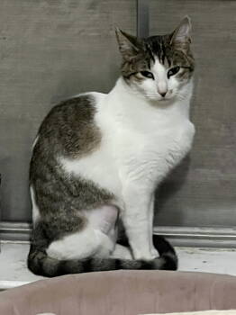 Rescue Domestic Short Hair Cats for Adoption in Plano, Texas - Pixie | PetCurious