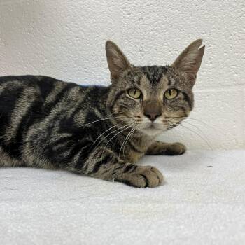 SVAS-Stray-38959 -  Domestic Short Hair Cat for Adoption in Lyndhurst, Virginia - SVAS-Stray-38959 | PetCurious