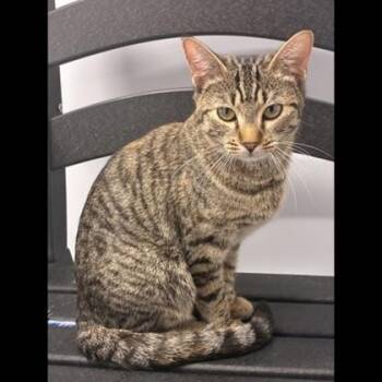 Domestic Short Hair Cats Available for Adoption in Fairfax, Virginia - Dina | PetCurious