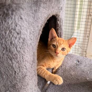 Nacho -  Domestic Short Hair Cat for Adoption in Volcano, Hawaii - Nacho | PetCurious