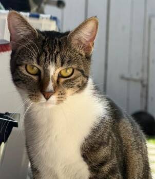 CINNAMON -  Domestic Short Hair Cat for Adoption in Camarillo, California - CINNAMON | PetCurious