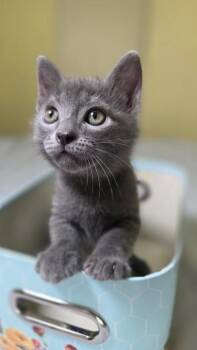Russian Blue Cats Available for Adoption in Liverpool, Texas - Jimmy | PetCurious