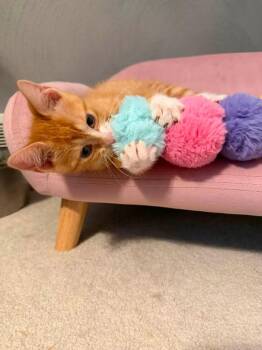 Wilbur -  Domestic Short Hair Cat for Adoption in Battle Creek, Michigan - Wilbur | PetCurious