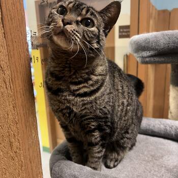 Kiddo -  Domestic Short Hair Cat for Adoption in Spokane Valley, Washington - Kiddo | PetCurious