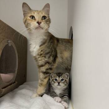 Rescue Domestic Short Hair Cats for Adoption in Philadelphia, Pennsylvania - Dahlia | PetCurious