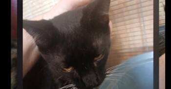 Dash -  Domestic Short Hair Cat for Adoption in Thatcher, Arizona - Dash | PetCurious