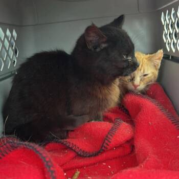 Domestic Medium Hair Cats Available for Adoption in Rochester, Minnesota - Cricket | PetCurious