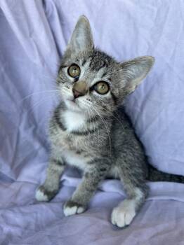 Honeydew -  Domestic Short Hair Cat for Adoption in Corpus Christi, Texas - Honeydew | PetCurious